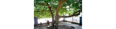 256. திருவொற்றியூர்